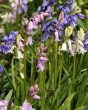 Hyacinthoides hispanica mix.jpg